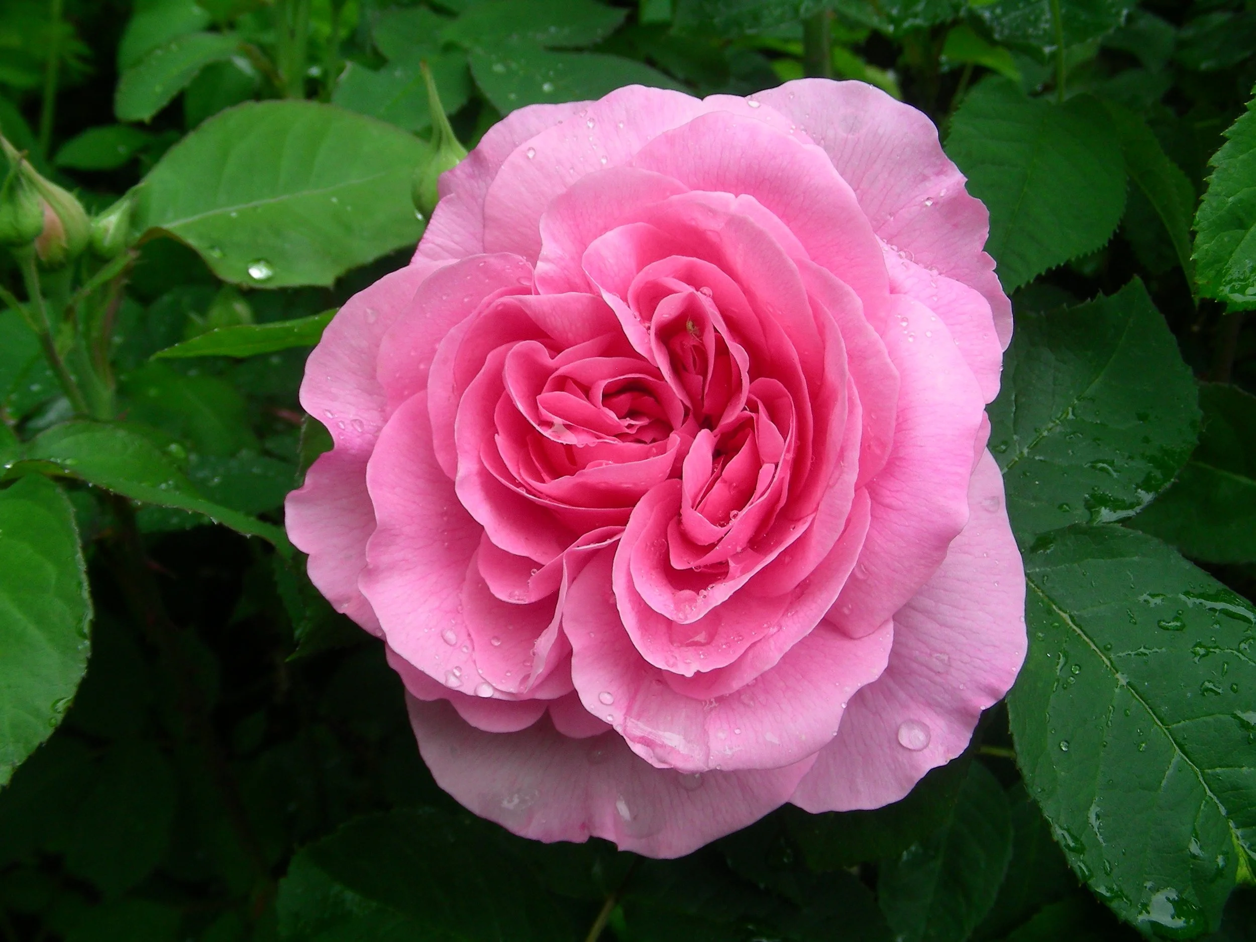 rose rose✨ Yves Piaget Rose — Select Roses